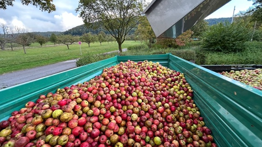 2024 war ein Jahr mit einer guten Streuobsternte in Schwaben. (Bild: IG Schwäbischer Cider)